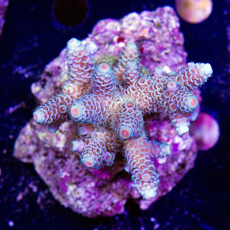 newcoral1424b - 85+ New WYSIWYG Acros at Cherry Corals!